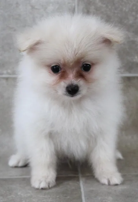 Male Pomeranian puppy for sale at Petland Monroeville.