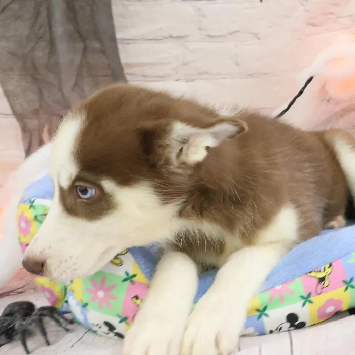 Female Siberian Husky puppy named Jeanne for sale at Petland Monroeville.