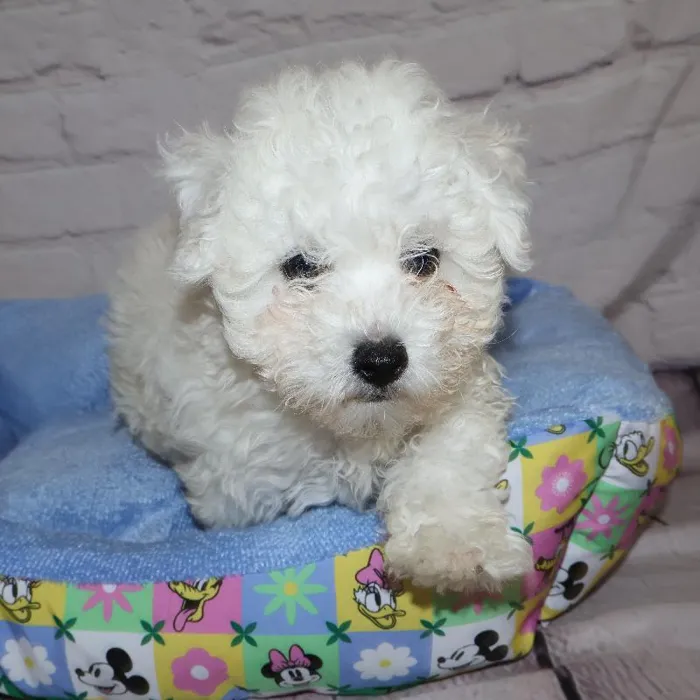 Male Bichon puppy named Ray for sale at Petland Monroeville.