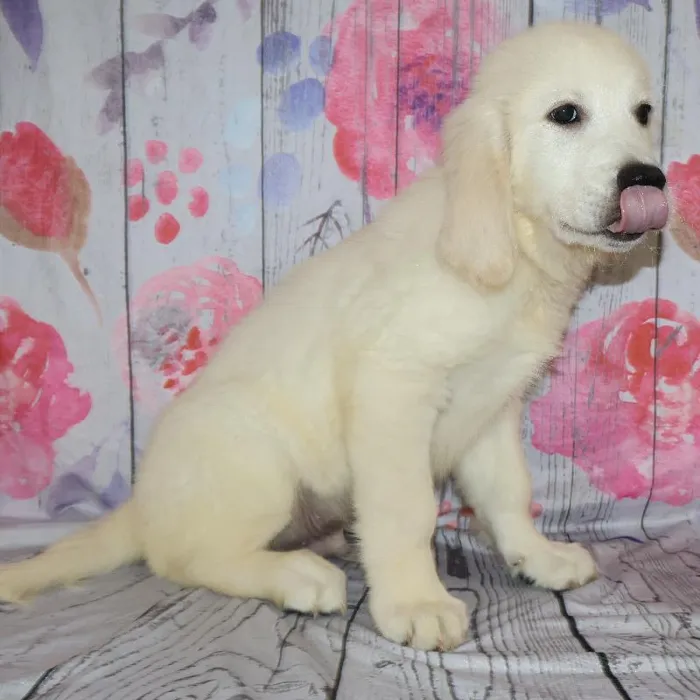 Male Golden Retriever puppy named Kevin for sale at Petland Monroeville.