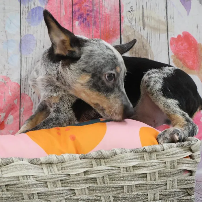 Male Australian Cattle Dog puppy named Mark for sale at Petland Monroeville.