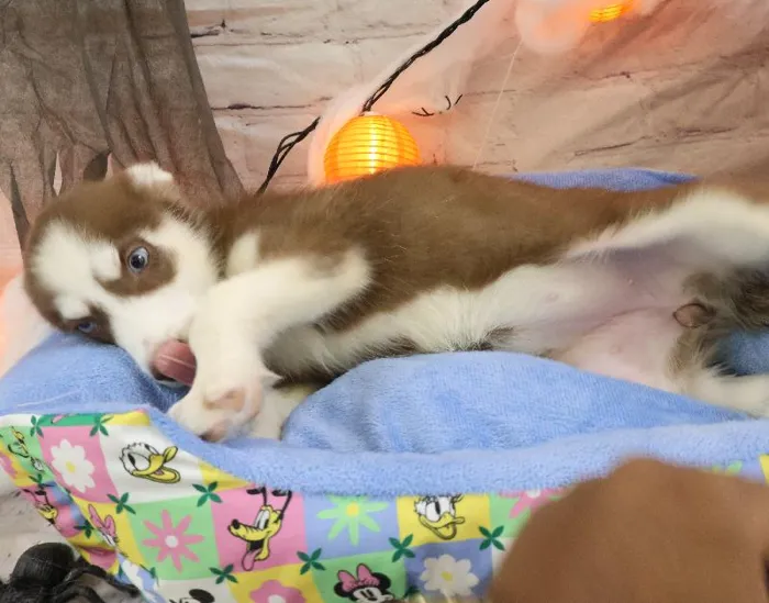 Female Siberian Husky puppy named Jeanne for sale at Petland Monroeville.