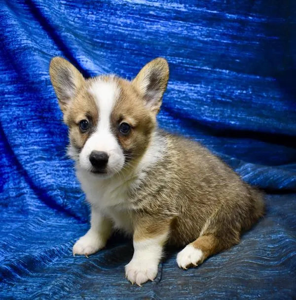 Male Pembroke Welsh Corgi puppy named Harry for sale at Petland Monroeville.