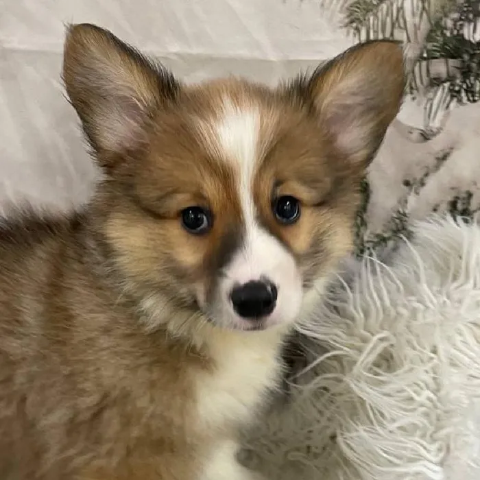 Female Pembroke Welsh Corgi puppy for sale at Petland Monroeville.