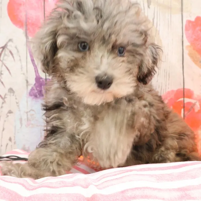 Male Shipoo puppy named Doyle for sale at Petland Monroeville.