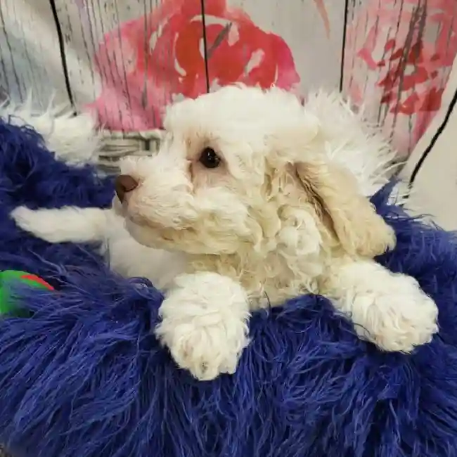 Male Bichon- Poo puppy for sale at Petland Monroeville.