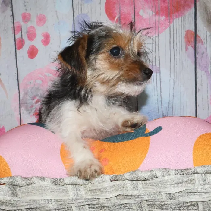 Female Yorkie puppy named Kristy for sale at Petland Monroeville.