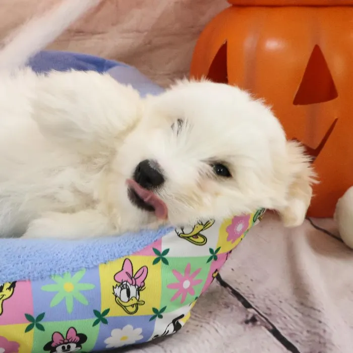 Male Coton De Tulear puppy named Paul for sale at Petland Monroeville.
