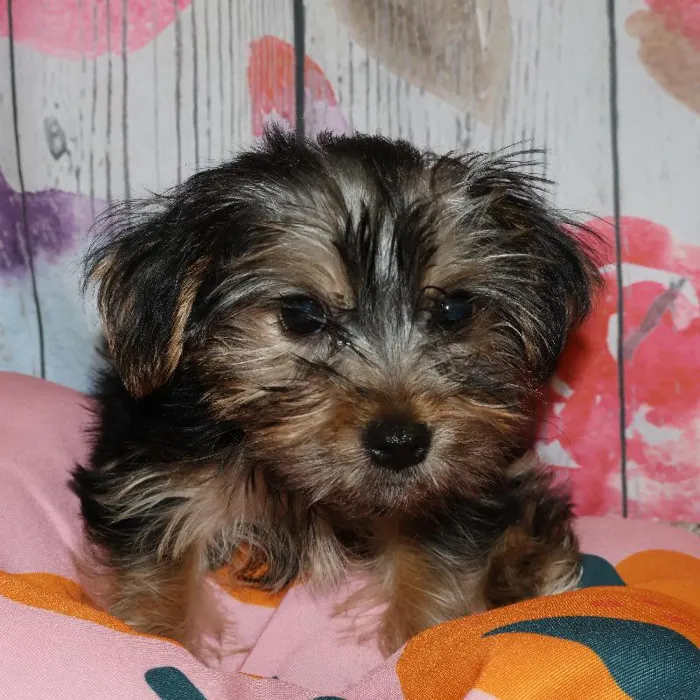 Female Yorkie puppy named Camie for sale at Petland Monroeville.