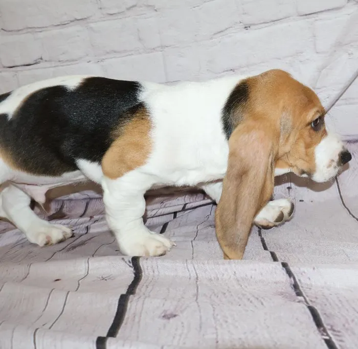 Male Basset Hound puppy for sale at Petland Monroeville.