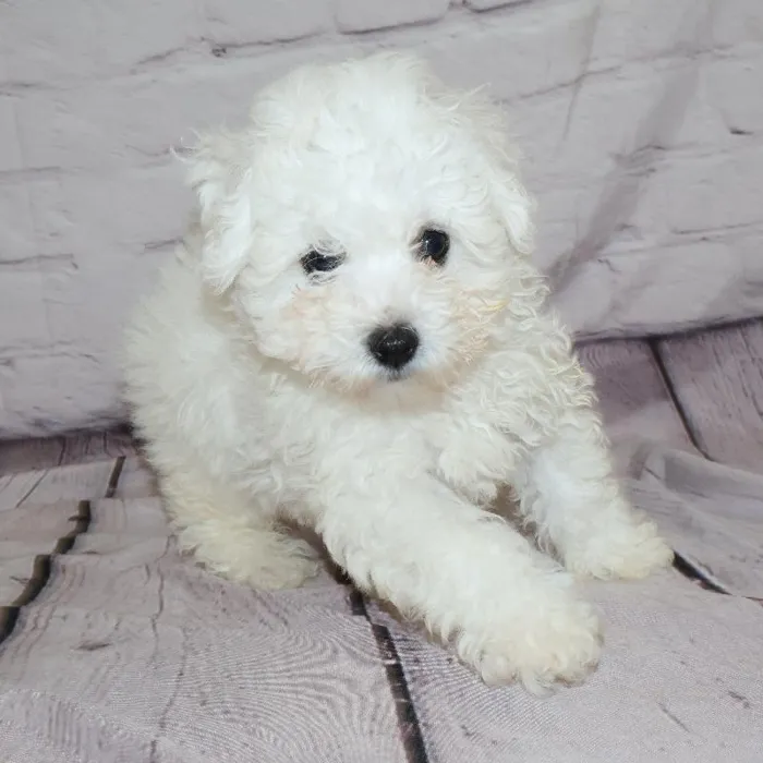 Male Bichon puppy named Ray for sale at Petland Monroeville.