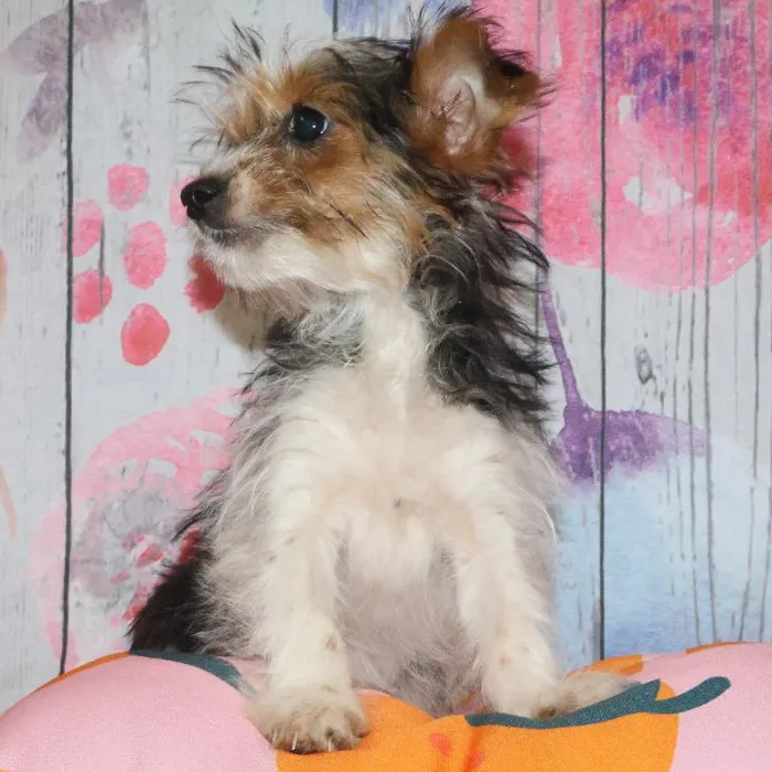 Female Yorkie puppy named Kristy for sale at Petland Monroeville.