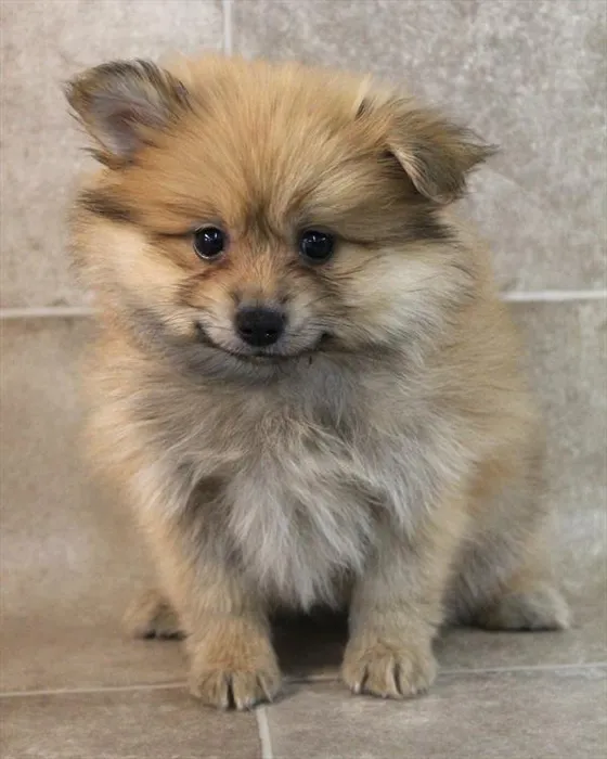 Male Pomeranian puppy named Miguel for sale at Petland Monroeville.