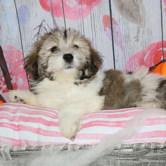 Male Teddy Bear puppy named Tim for sale at Petland Monroeville.
