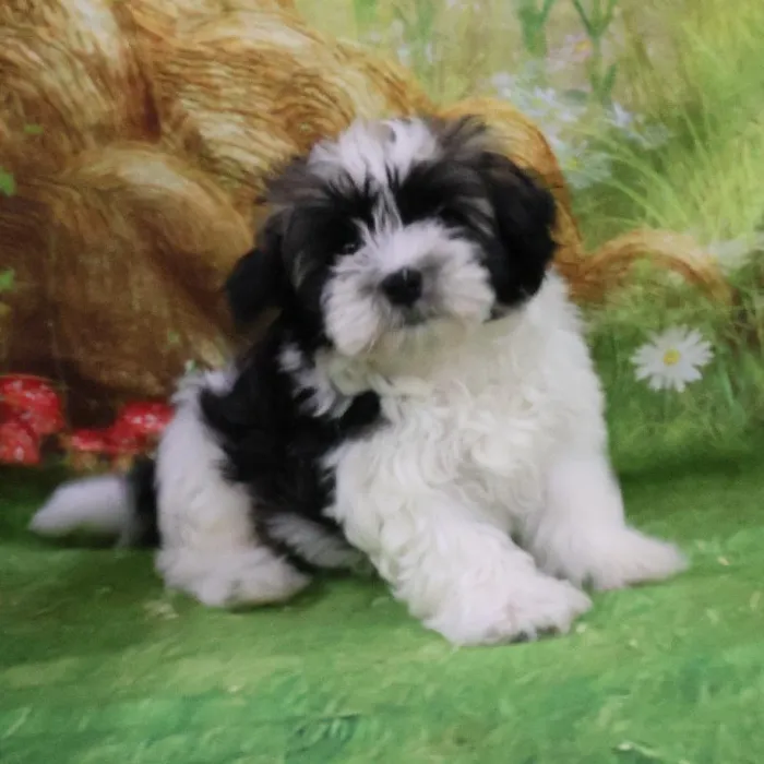 Male Havanese puppy for sale at Petland Monroeville.