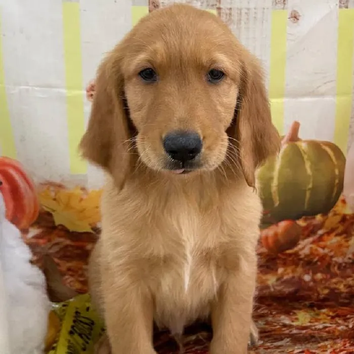 Male Golden Retriever puppy for sale at Petland Monroeville.