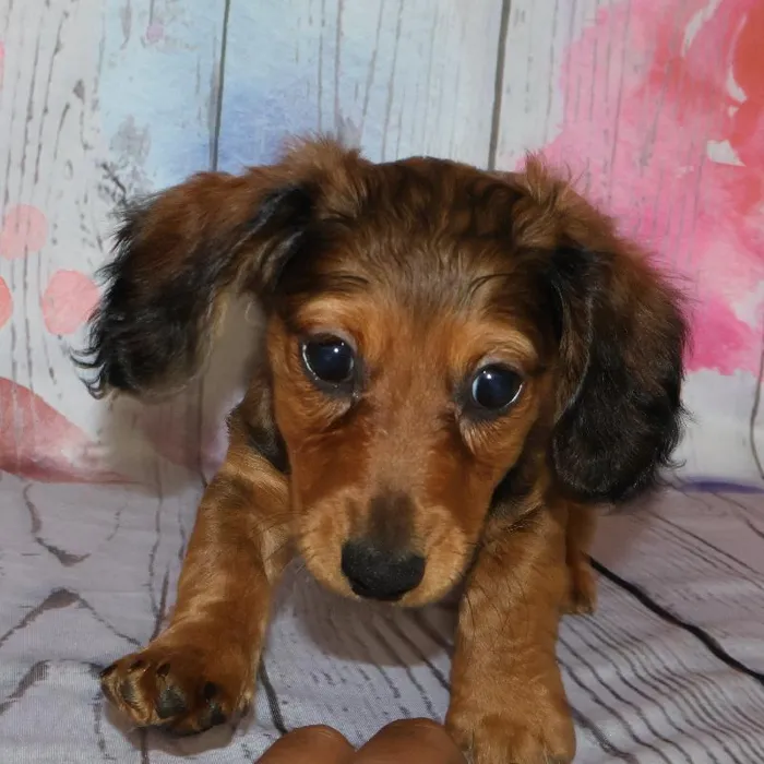 Male Dachshund puppy named Darryl for sale at Petland Monroeville.