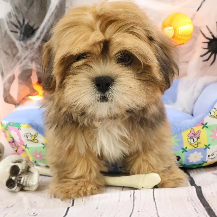 Male Lhasa Apso puppy named Thomas for sale at Petland Monroeville.