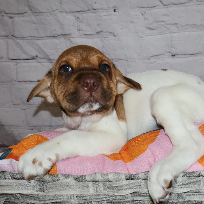 Male Mini Hippo puppy named Rodney for sale at Petland Monroeville.