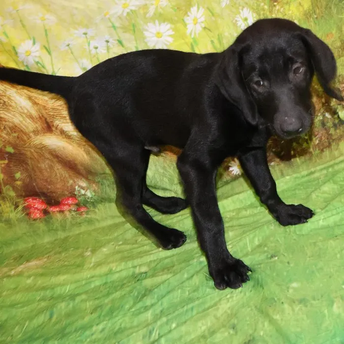 Male Labrador Retriever puppy named Shadow for sale at Petland Monroeville.