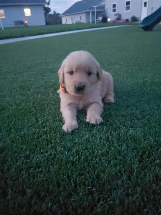 Male Golden Retriever puppy for sale at Petland Monroeville.