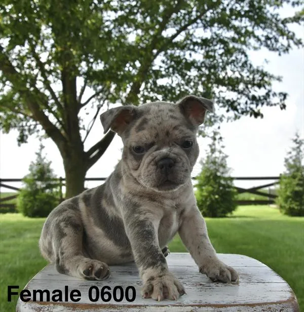 Female French Bulldog puppy for sale at Petland Monroeville.