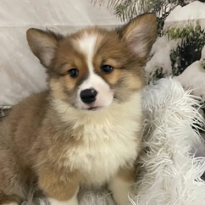 Female Pembroke Welsh Corgi puppy for sale at Petland Monroeville.