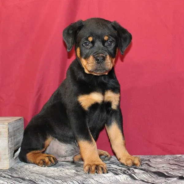 Male Rottweiler puppy named Carl for sale at Petland Monroeville.