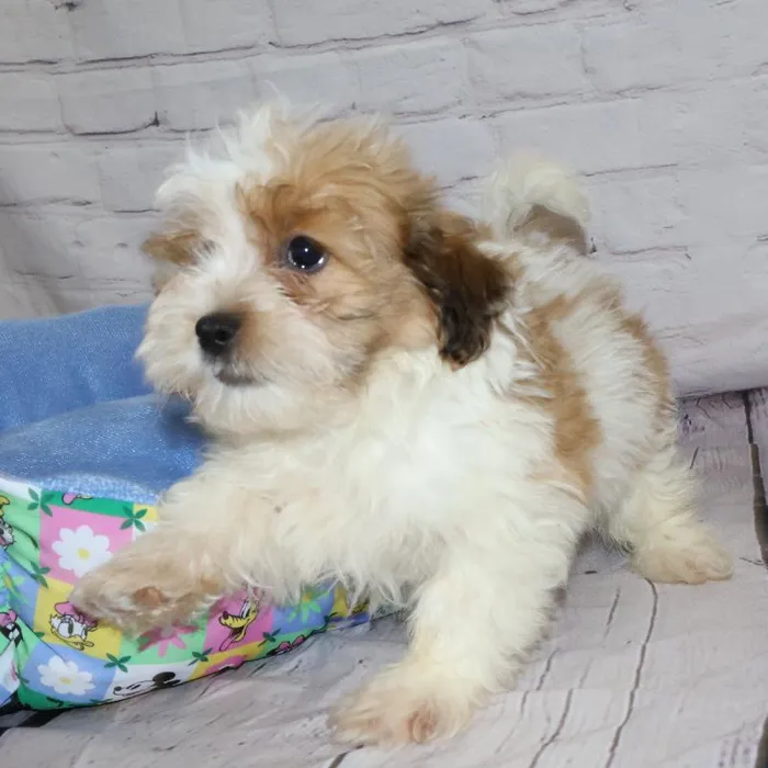 Male Teddy Bear puppy named John for sale at Petland Monroeville.