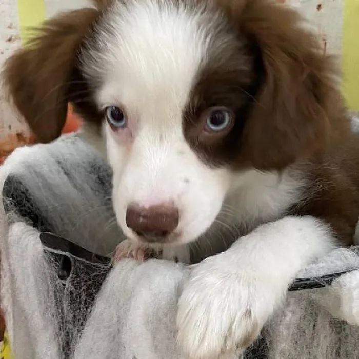 Male Miniature Australian Shepherd puppy for sale at Petland Monroeville.