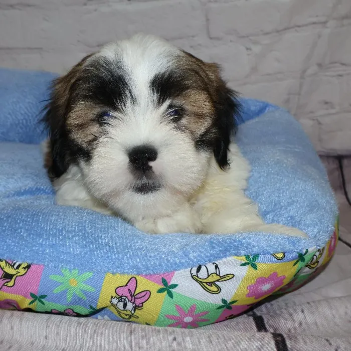 Female Lhasa Apso puppy named Nicky for sale at Petland Monroeville.