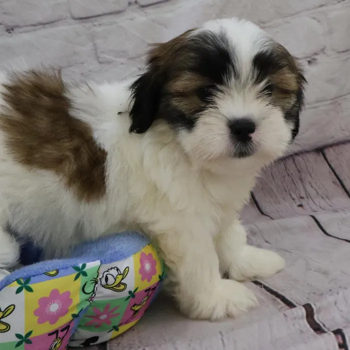 Female Lhasa Apso puppy named Nicky for sale at Petland Monroeville.