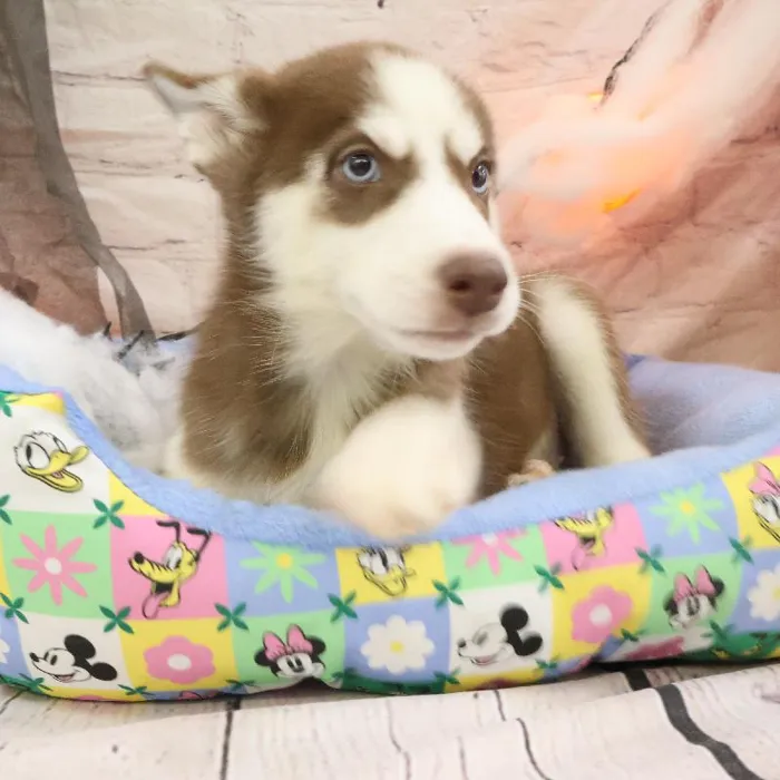 Female Siberian Husky puppy named Jeanne for sale at Petland Monroeville.