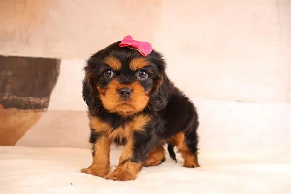 Female Cavalier King Charles Spaniel puppy named Juanita for sale at Petland Monroeville.