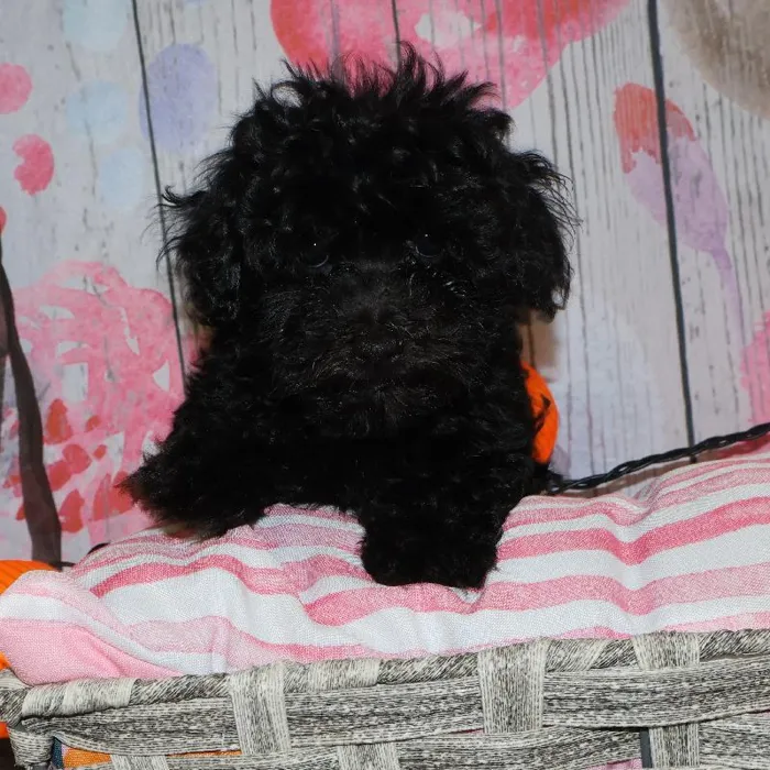 Male Yorkie-Poo puppy named Everett for sale at Petland Monroeville.