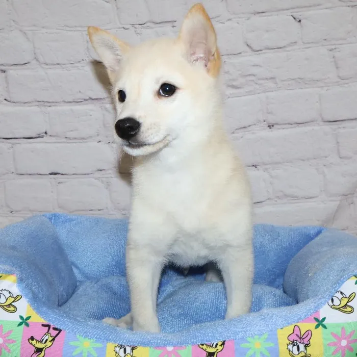 Male Shiba Inu puppy named Phillip for sale at Petland Monroeville.