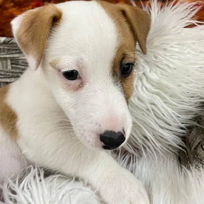 Male Jack Russell Terrier puppy for sale at Petland Monroeville.
