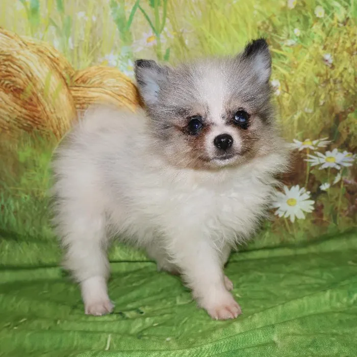 Male Pomeranian puppy named Mochi for sale at Petland Monroeville.