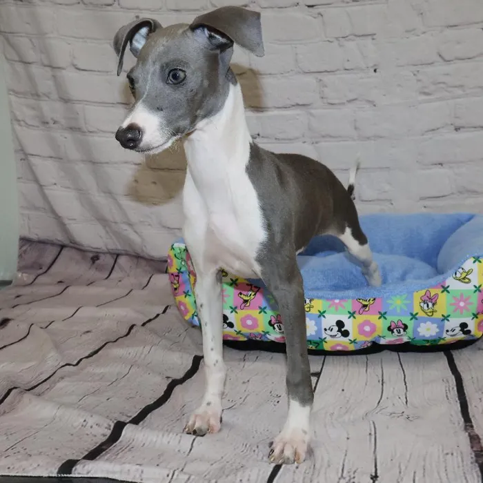 Male Italian Greyhound puppy named John for sale at Petland Monroeville.