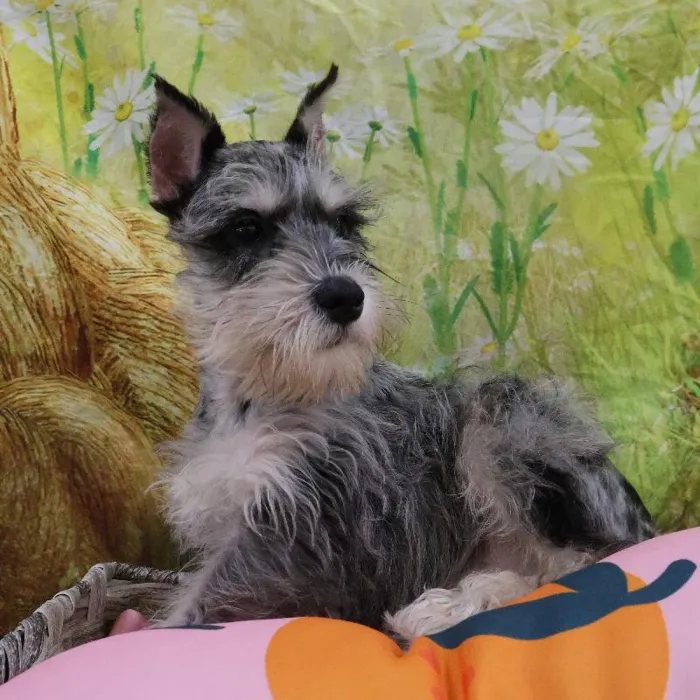 Male Mini Schnauzer puppy named Ash for sale at Petland Monroeville.