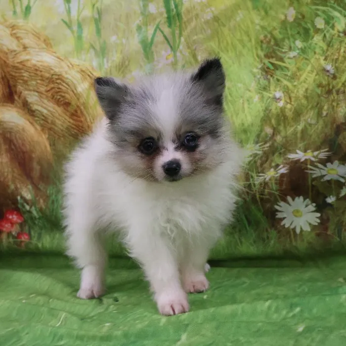 Male Pomeranian puppy named Mochi for sale at Petland Monroeville.
