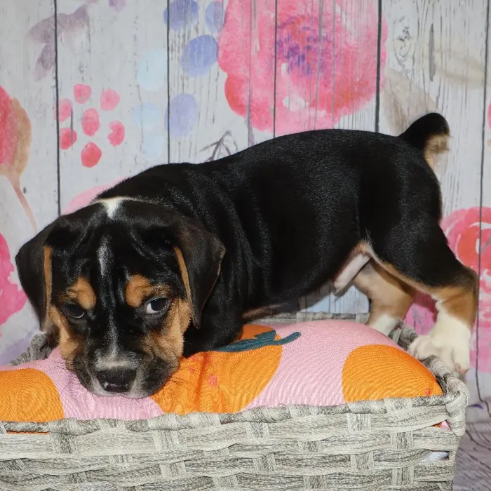Male Beabull puppy named Richard for sale at Petland Monroeville.