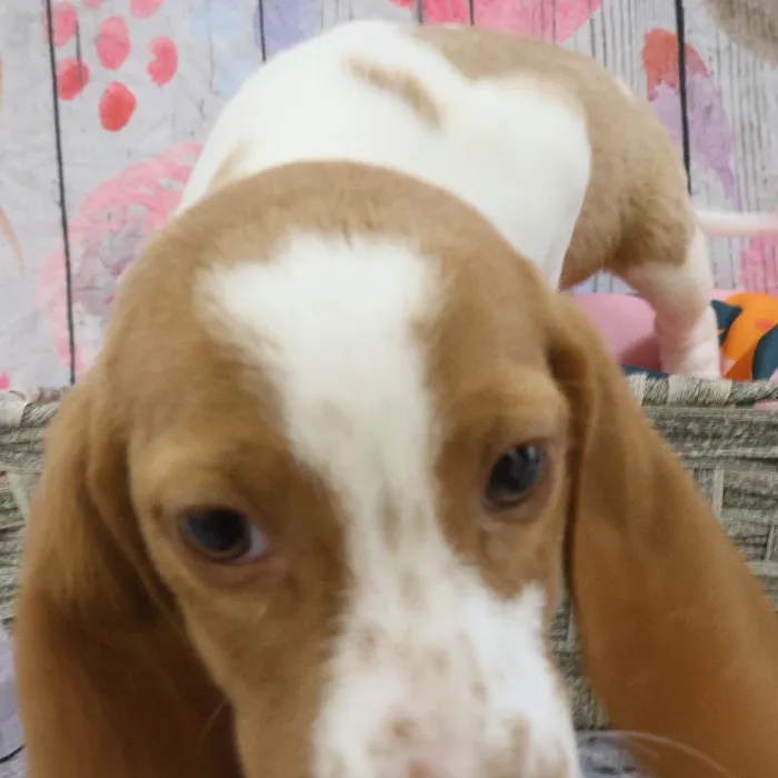 Male Beagle puppy named Craig for sale at Petland Monroeville.