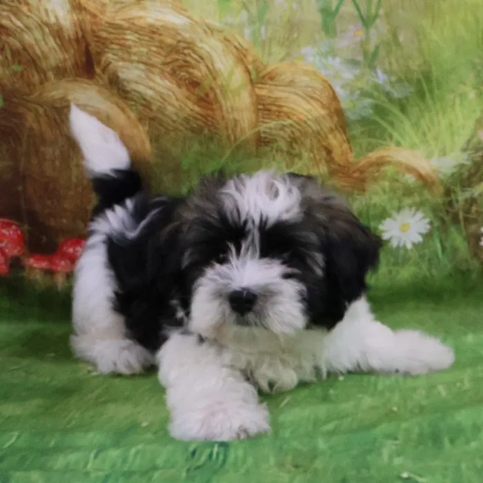 Male Havanese puppy for sale at Petland Monroeville.