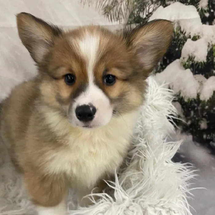 Female Pembroke Welsh Corgi puppy for sale at Petland Monroeville.