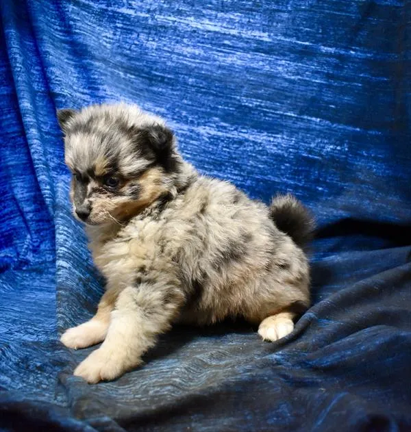 Male Pomsky puppy named Jorge for sale at Petland Monroeville.