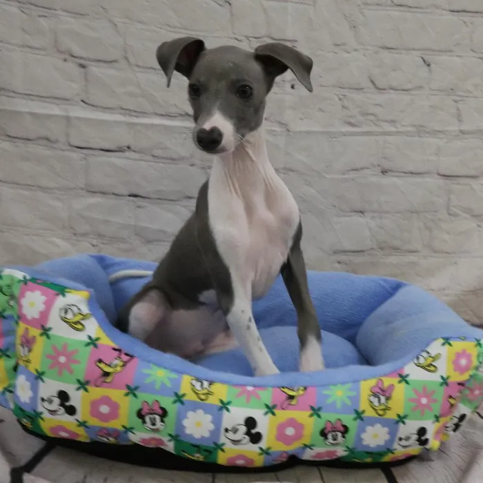 Male Italian Greyhound puppy named John for sale at Petland Monroeville.