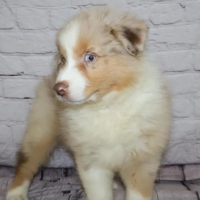 Male Australian Shepherd puppy named Kenneth for sale at Petland Monroeville.
