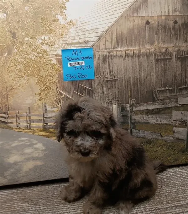 Male Shipoo puppy for sale at Petland Monroeville.