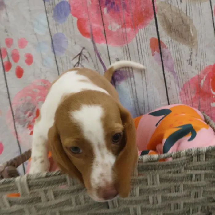 Male Beagle puppy named Craig for sale at Petland Monroeville.